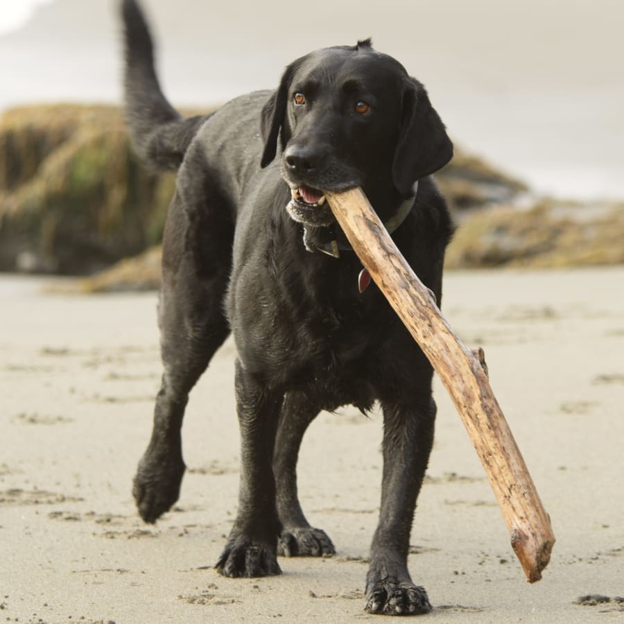 Cat & Dog Dental Care, Pittsboro Veterinary Dentist