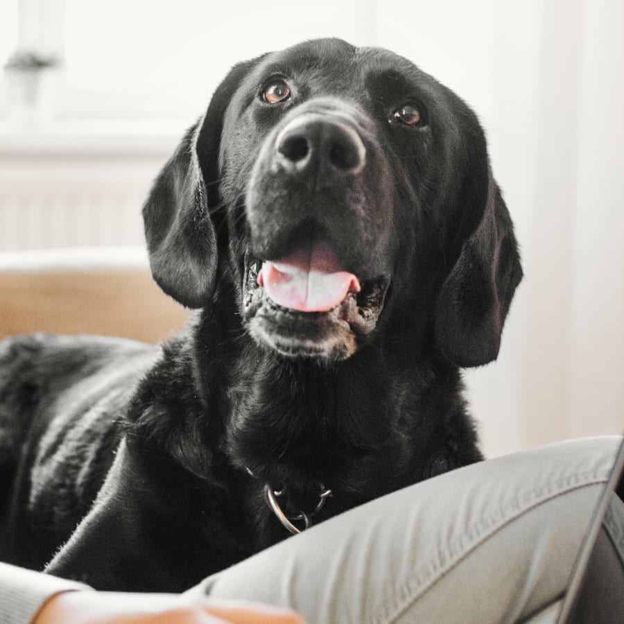 Geriatric Care for Pets, Pittsboro