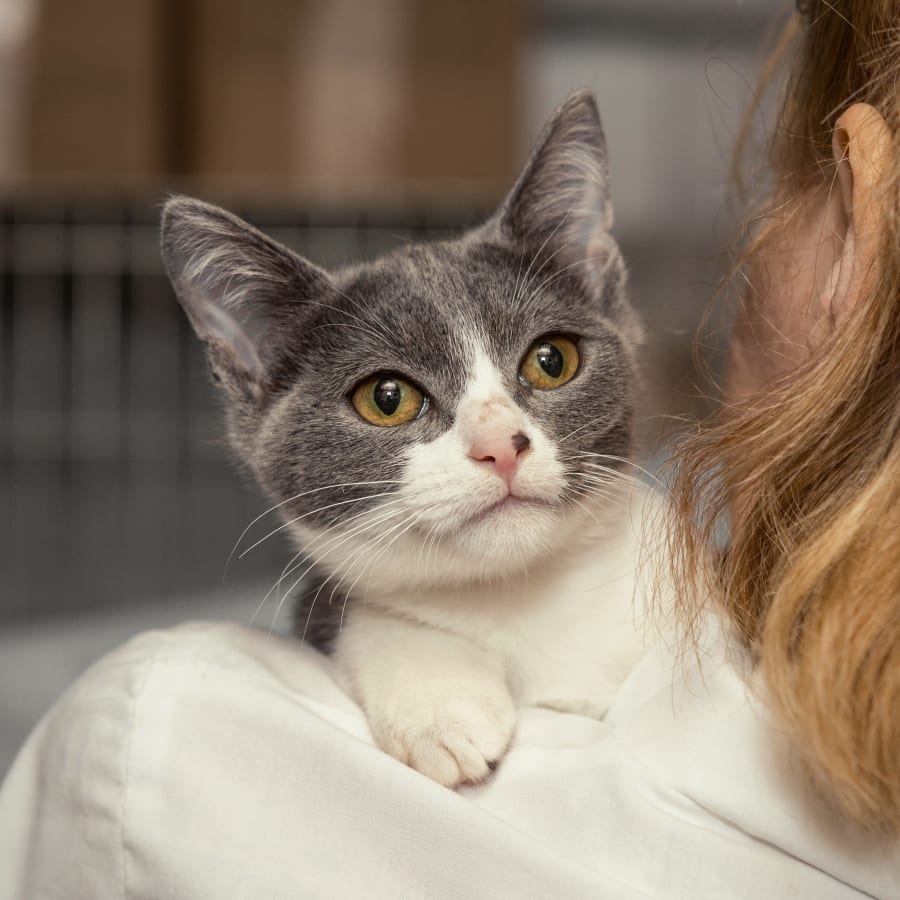 Veterinary Internal Medicine for Cats & Dogs, Pittsboro